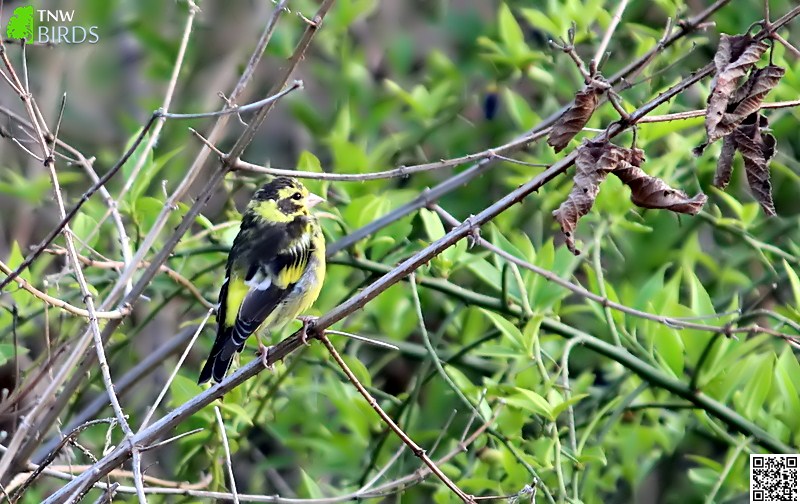 Yellow-breasted Greenfinch